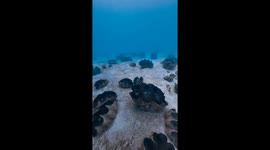 Explore this underwater world of giant clams in the Philippines