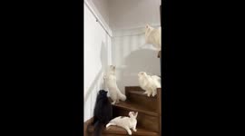 Cats transfixed by cockroach crawling up house wall