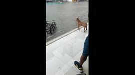 Tricycle rider carries stranded pet dog across flooded road