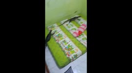 Schoolgirl shocked to find two monitor lizards in her bedroom