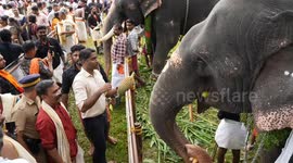 Over 70 elephants participated in the Aanayoottu ceremony held at Sree Vadakkumnathan temple