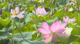 China: Lotus-themed tourism blooms in E China town