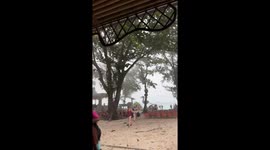 Chinese tourist killed when tree uprooted by Typhoon Wipha crashes onto beac