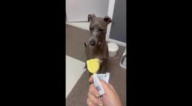 Dog hilariously torn between walk and snack in Seoul, South Korea
