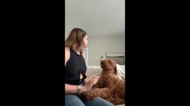 Goldendoodle’s wild reaction to Taylor Swift song wins over 1M TikTok fans