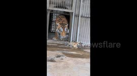 Protective tiger mother drags adventurous newborn cub back into den at zoo in China