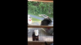 Two wild bears break into car and inspect items in Gatlinburg, Tennessee, USA