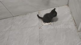 Clever kitten uses bathroom drain in Jiangsu, China