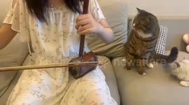 Cat playfully stops woman from playing music in Jiangsu, China