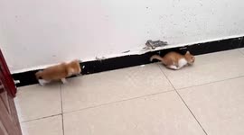 Kittens jump in sync after hiss sound in Chongqing, China