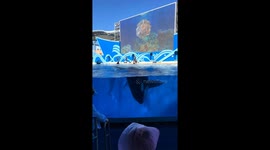 Orca splash soaks child during ocean park show in Zhejiang, China