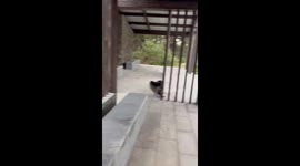 Energetic dog crashes into beam then casually walks away in Hubei, China