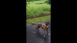 Screaming 2-year-old boxer Rosie hilariously throws trail tantrum