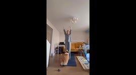 Corgi mimics owner's standing meditation in Kazan, Russia