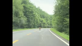 Rare Siberian Tiger Sighting in Jilin as Wildlife Thrives in Northeast China