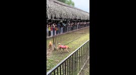 Hilarious Dog Race Leader Stops to Wait, Another Stops to Pee