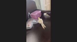 Energetic pet bird dances and fights plastic bag