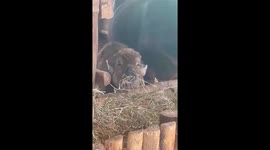 Amusing moment baby cow eats hay with its eyes closed