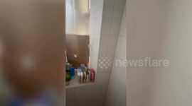 Woman finds pigeon family nesting in her bathroom