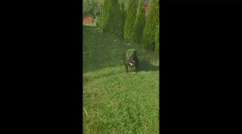 Dog Gets Covered in Grass