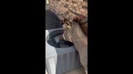 Donkey Cools Off With AC