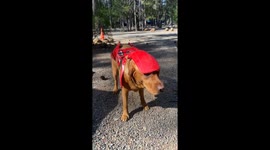 New Bike Is Running a Little Ruff