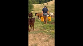 Calf Wants Whatever Is in the Farmer's Pocket