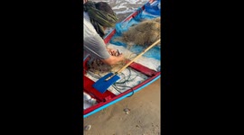 Turtle tangled in discarded fishing net is freed and released back into the ocean