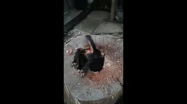 Determined Pup Explores Hollow Tree Stump