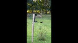 Pup and Skunk Morning Shenanigans