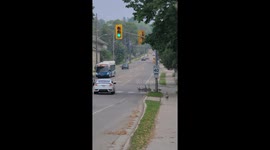 Polite Geese Use Pedestrian Crossing