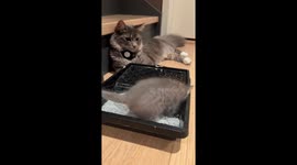 Involved Cat Dad Potty Trains Kitten