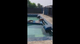 Dog falls into pool after slipping off floating platform in Liaoning, China