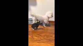 Kitten watches statue-still Bichon Frise in Sichuan, China