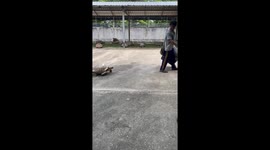 Loyal pet tortoise follows caretaker around farm for food
