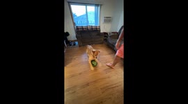 Golden retriever goes absolutely crazy for watermelon