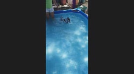 Pet dog splashes in swimming pool while learning to swim