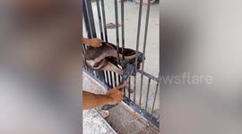 Pet dog stuck in fence released on owner's driveway