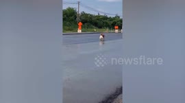 Poor stray dog walks around holding bag of food waste