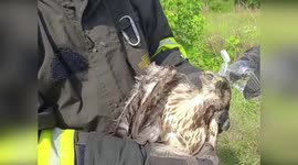 Italy: Brave Firefighters Rescue Stuck Buzzard From Pole In Cormons