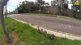 US: Fearless Duck Charges Officer During Highway Rescue In St. Petersburg