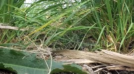 Gopher Snake Spotted Slithering Through Southeast Washington Grassland