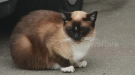A cat falls asleep on the sidewalk in front of my house.