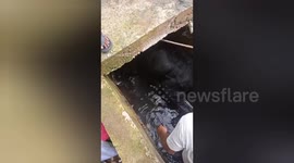 Cow stuck in roadside drain rescued by locals in central India