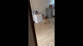 Pet dog jumps on top of drawer to grab its favourite toy