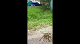 Puppy tangled in garden net helped out by kindhearted neighbour