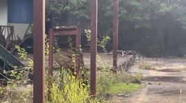 Boy, 2, stung to death by swarm of crazed wasps in Thailand