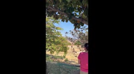 US: Brush Fire Erupts in El Sereno, Los Angeles, Leaving One Injured