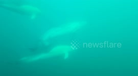 Pod of 30 dolphins captured swimming underwater by diver