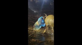 Local grapples with buffalo as it attacks market visitors